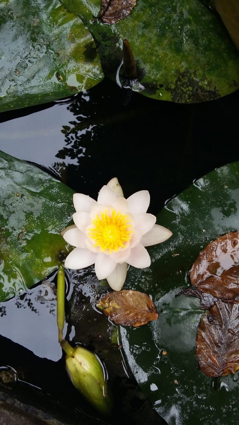 De botanische tuin van Limburg vind je in Kerkrade TripTips.nu